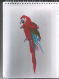 Scarlet macaw